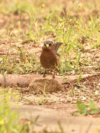 リュウキュウヒヨドリ 沖縄県南部 2022年2月5日(土)