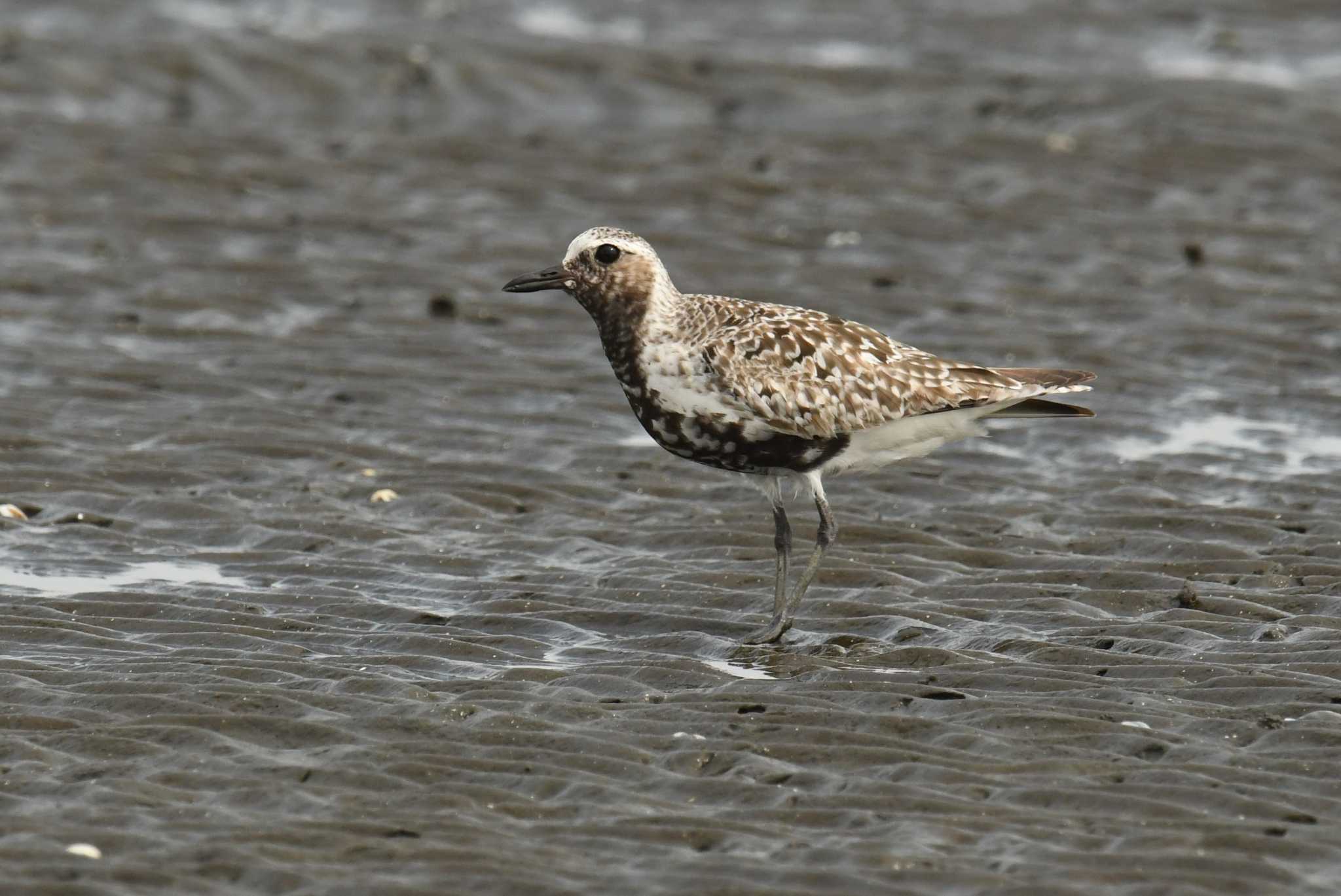 Photo of Grey Plover at Sambanze Tideland by あひる