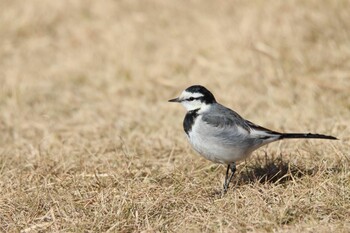 White Wagtail 浜名湖 Wed, 1/5/2022
