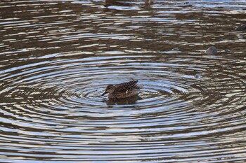 コガモ 樫井川 2022年1月12日(水)