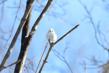 シマエナガ 真駒内公園 2022年2月5日(土)