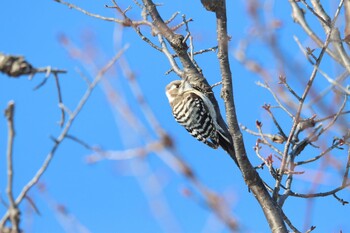 コゲラ 真駒内公園 2022年2月5日(土)