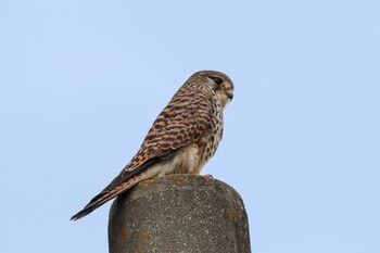 チョウゲンボウ 泉佐野丘陵緑地 2022年1月13日(木)