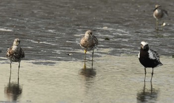 オバシギ ふなばし三番瀬海浜公園 2017年8月25日(金)