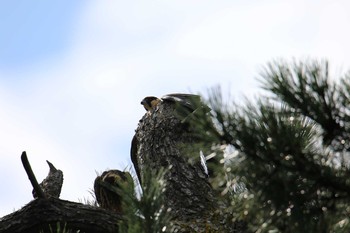 Eurasian Hobby Unknown Spots Sat, 8/26/2017