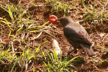 2022年2月5日(土) 沖縄県南部の野鳥観察記録