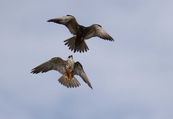 Eurasian Hobby Unknown Spots Sat, 8/26/2017