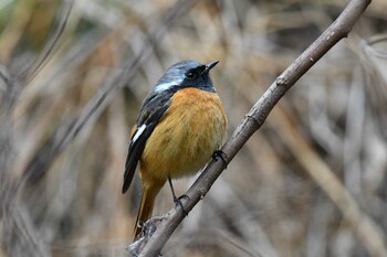 Daurian Redstart Hayatogawa Forest Road Sun, 1/30/2022