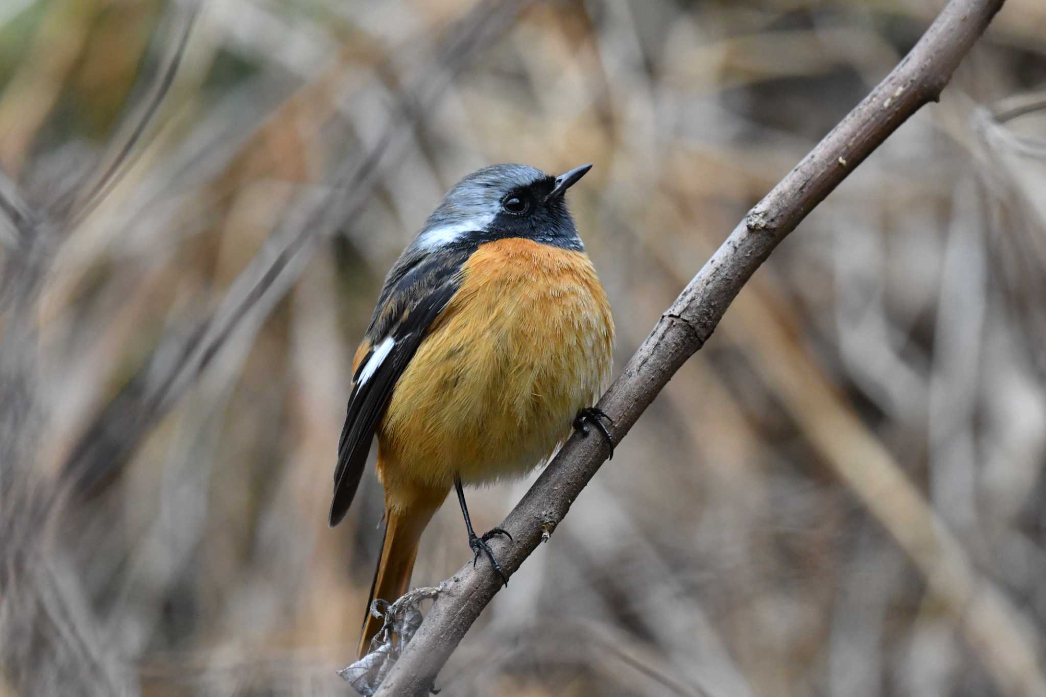 Daurian Redstart