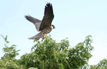 Eurasian Hobby Unknown Spots Sat, 8/26/2017