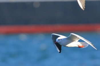 Black-headed Gull Minatomirai Tue, 1/4/2022