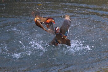 Mandarin Duck 奈良山公園 Sat, 11/13/2021