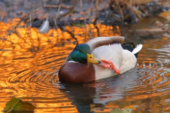 マガモ 本牧市民公園 2021年12月12日(日)