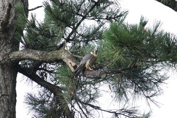 Eurasian Hobby Unknown Spots Sat, 8/26/2017