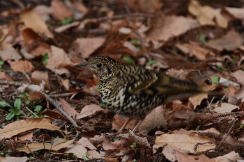 トラツグミ こども自然公園 (大池公園/横浜市) 2022年1月23日(日)