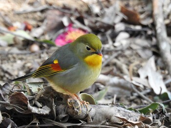 ソウシチョウ 筑波山 2022年2月6日(日)