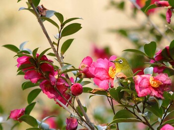 Warbling White-eye Hikarigaoka Park Sun, 2/6/2022