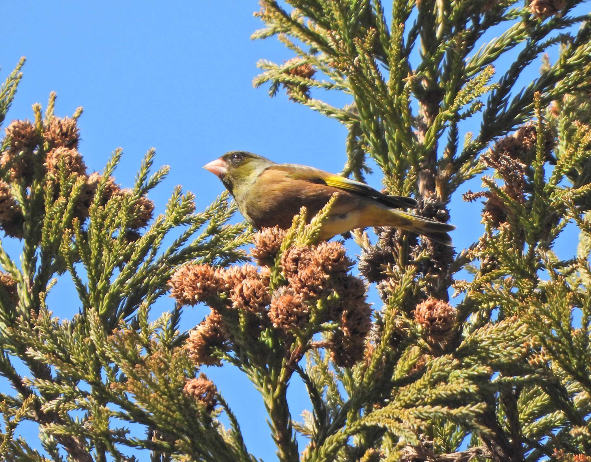 Photo of Grey-capped Greenfinch at Moritogawa by あるぱか