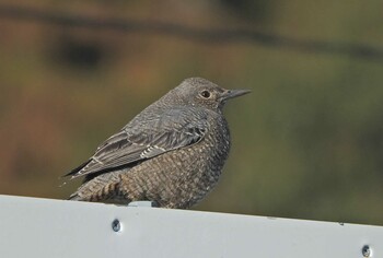 2022年1月22日(土) 葉山町長柄の野鳥観察記録