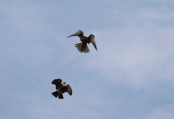 Eurasian Hobby Unknown Spots Sat, 8/26/2017