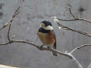 Varied Tit 福井県大野市自然観察センター Sun, 1/31/2016