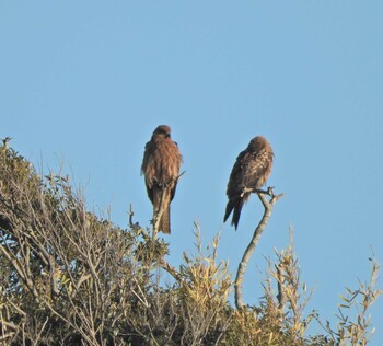 2022年1月22日(土) 佐島漁港の野鳥観察記録