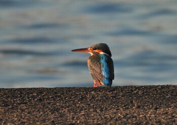 2022年1月22日(土) 秋谷海岸の野鳥観察記録