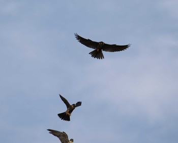 Eurasian Hobby Unknown Spots Sat, 8/26/2017