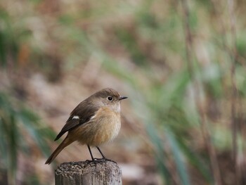 Tue, 2/8/2022 Birding report at 泉の森公園