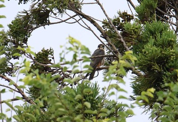 Eurasian Hobby Unknown Spots Sat, 8/26/2017