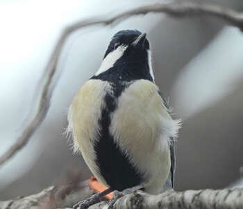 2022年1月23日(日) 舞岡川遊水地の野鳥観察記録