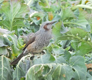 2022年1月23日(日) 舞岡熊野堂の野鳥観察記録