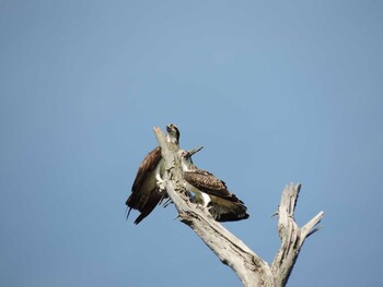 Osprey 石川県加賀市 Sat, 7/25/2015