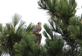 Eurasian Hobby Unknown Spots Sat, 8/26/2017