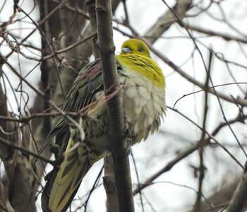 2022年1月23日(日) 横浜自然観察の森の野鳥観察記録