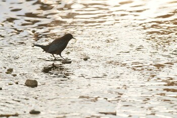 Brown Dipper 北海道函館市鮫川 Fri, 2/4/2022