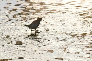 Brown Dipper 北海道函館市鮫川 Fri, 2/4/2022