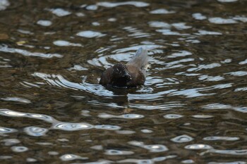 Brown Dipper 北海道函館市鮫川 Fri, 2/4/2022