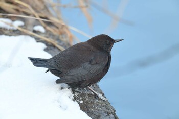 Brown Dipper 北海道函館市鮫川 Fri, 2/4/2022