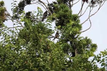 Eurasian Hobby Unknown Spots Sat, 8/26/2017