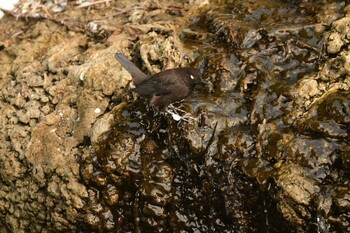 Brown Dipper 函館市鮫川 Fri, 2/4/2022