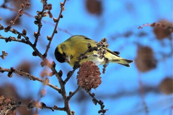 マヒワ 真駒内公園 2022年2月5日(土)