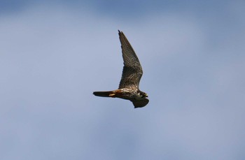 Eurasian Hobby Unknown Spots Sat, 8/26/2017