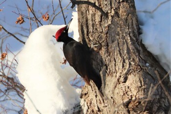 2022年2月5日(土) 真駒内公園の野鳥観察記録