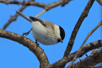 ハシブトガラ 真駒内公園 2022年2月5日(土)