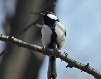 Japanese Tit 下永谷市民の森 Sat, 1/29/2022