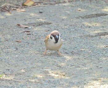 Eurasian Tree Sparrow 下永谷市民の森 Sat, 1/29/2022