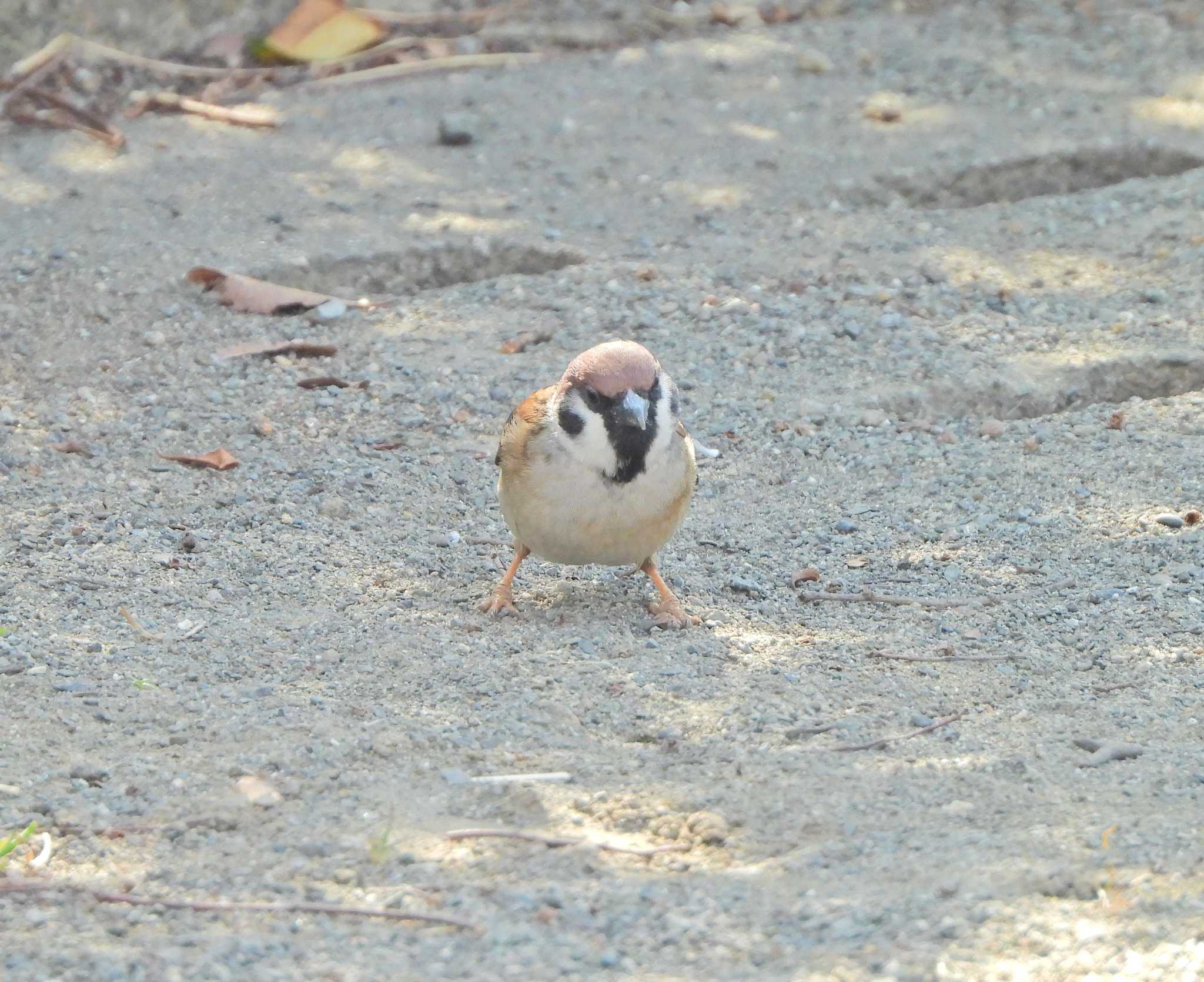 Eurasian Tree Sparrow