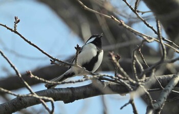 シジュウカラ 下永谷市民の森 2022年1月29日(土)