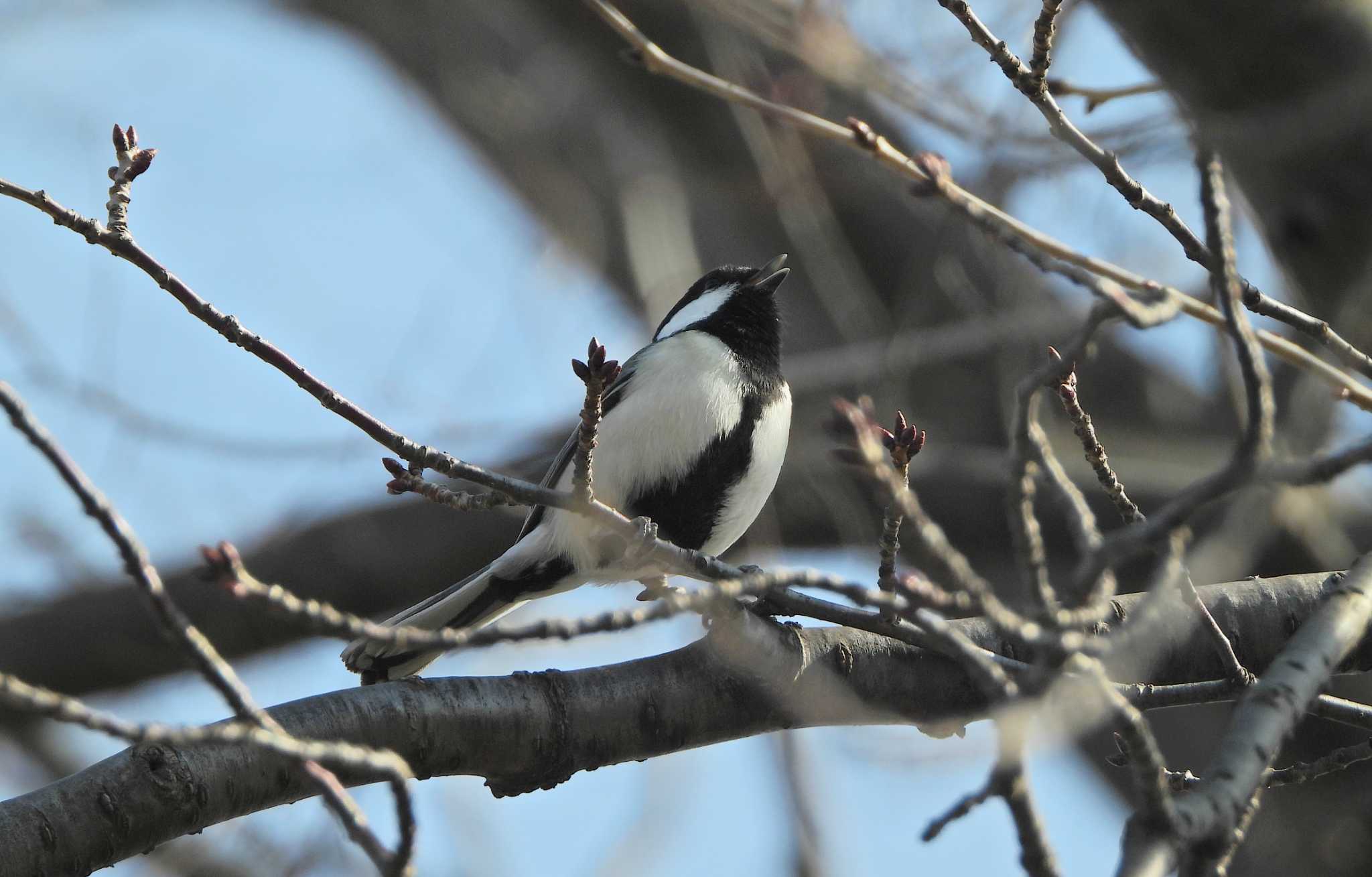 Photo of Japanese Tit at 下永谷市民の森 by あるぱか